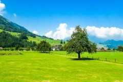 Golang表示枚举类型的详细讲解